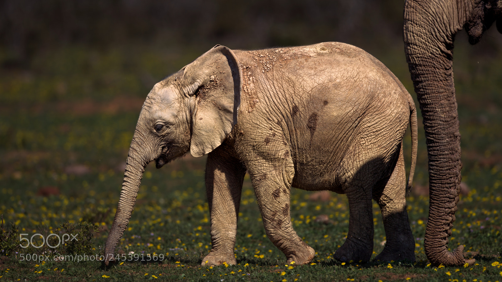 Canon EOS-1D Mark IV sample photo. Baby elephant and trunk photography