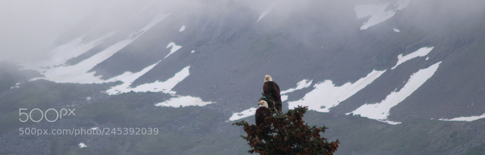 Canon EOS 1200D (EOS Rebel T5 / EOS Kiss X70 / EOS Hi) sample photo. Bald eagles above seward photography