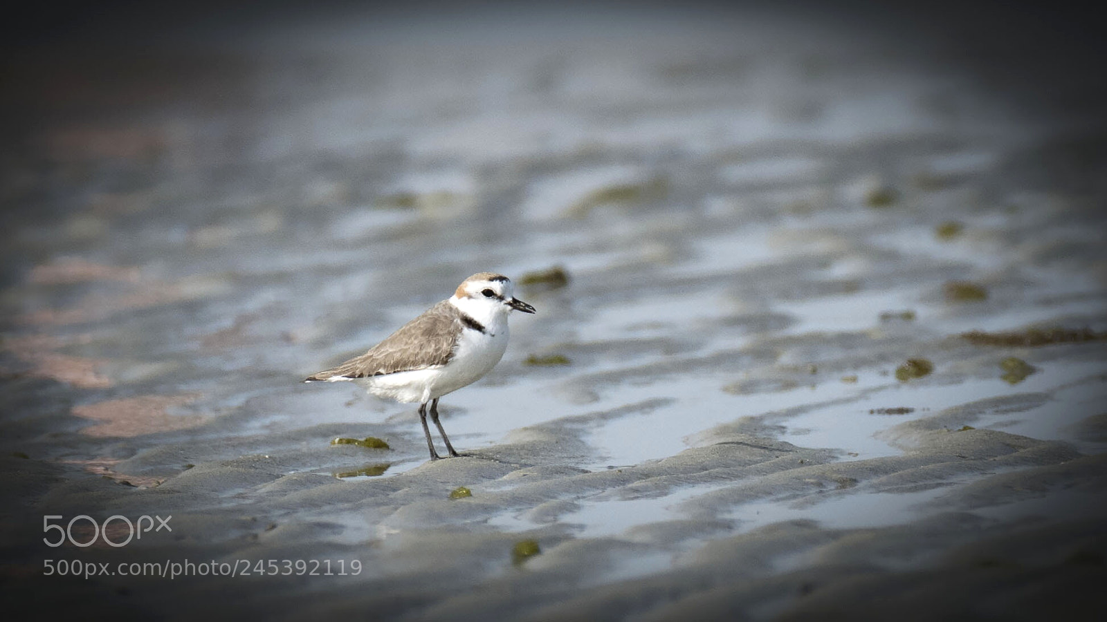 Nikon D500 sample photo. Kentish plover photography