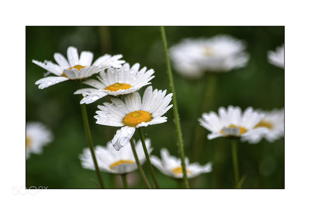 Nikon D3100 sample photo. On a rainy day photography