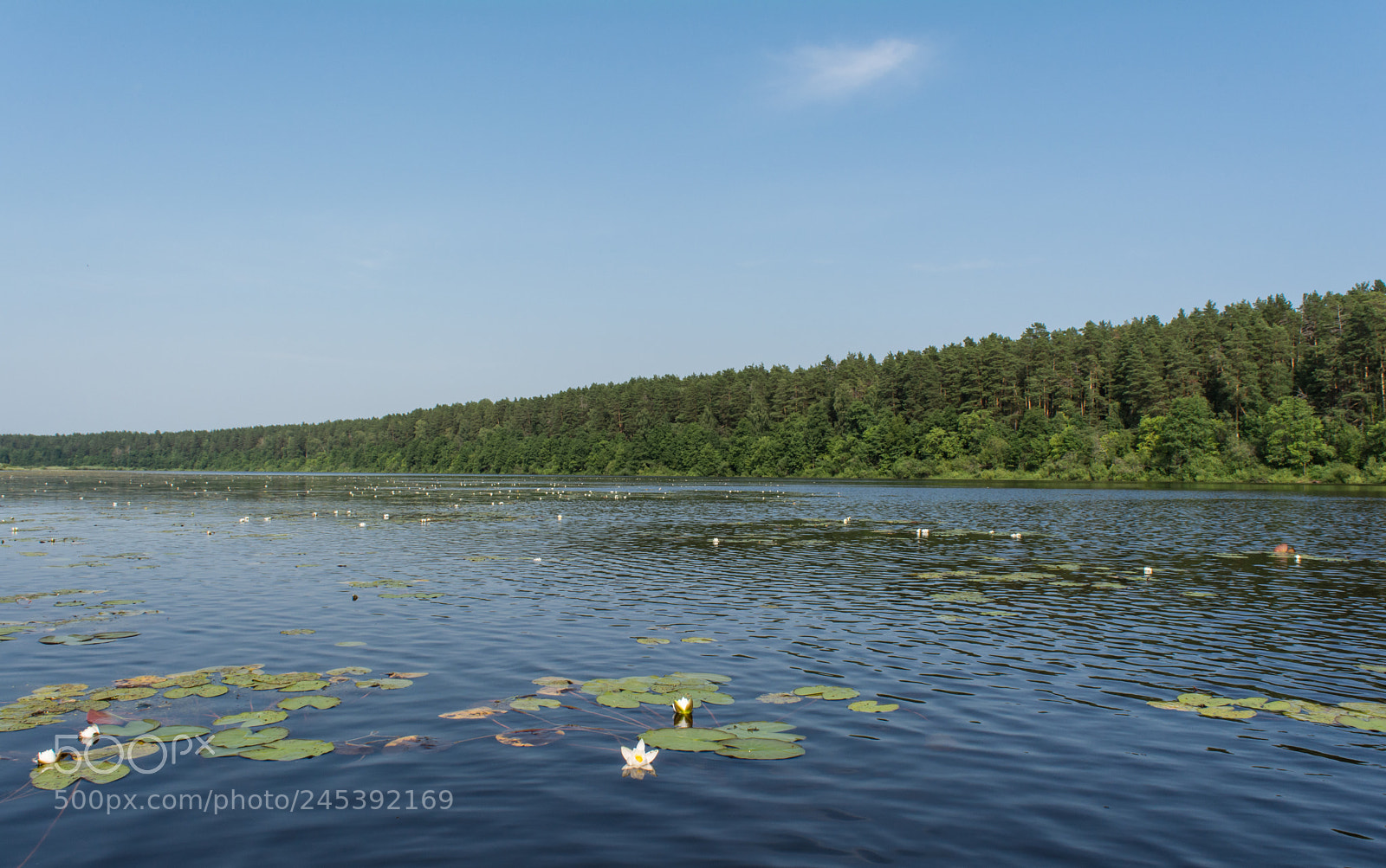 Nikon D5200 sample photo. Forest lake photography