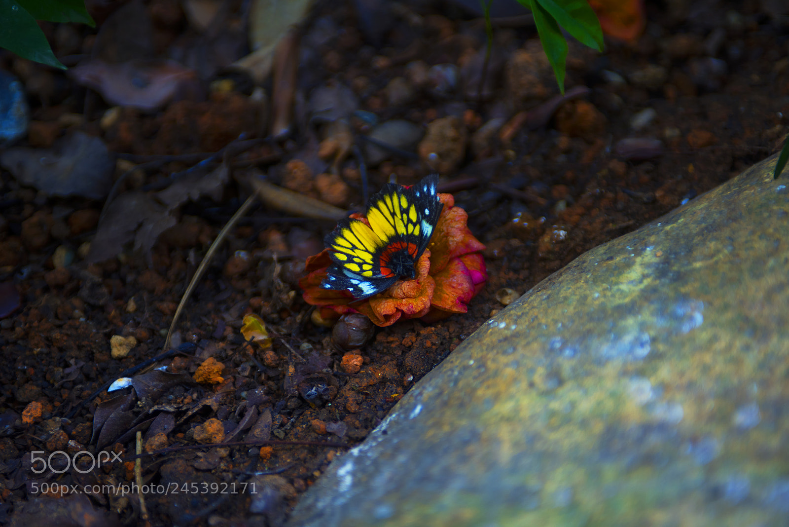 Nikon D810 sample photo. Withered photography