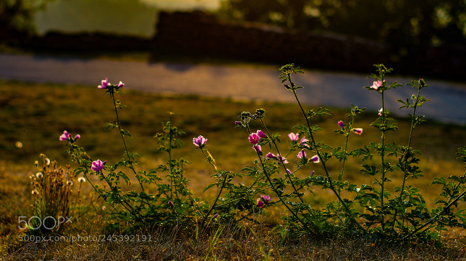 Pentax K-30 sample photo. Morning light photography