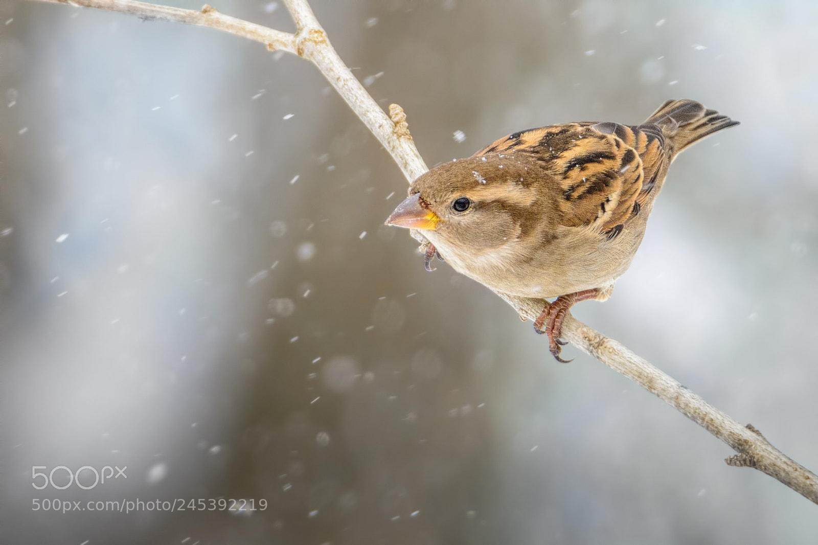 Nikon D7100 sample photo. House sparrow #6 photography