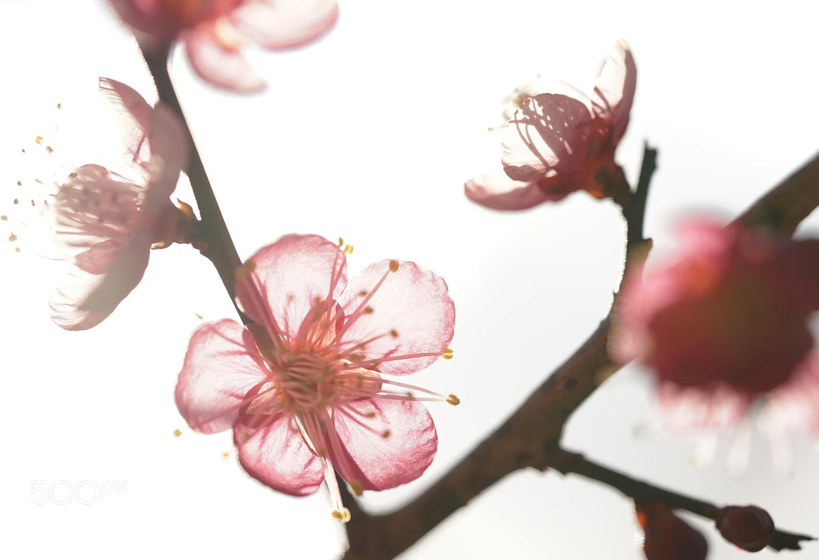 Sony a7 II sample photo. Spring photography