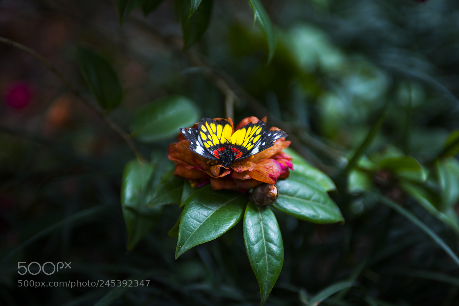Nikon D810 sample photo. Palingenesis photography