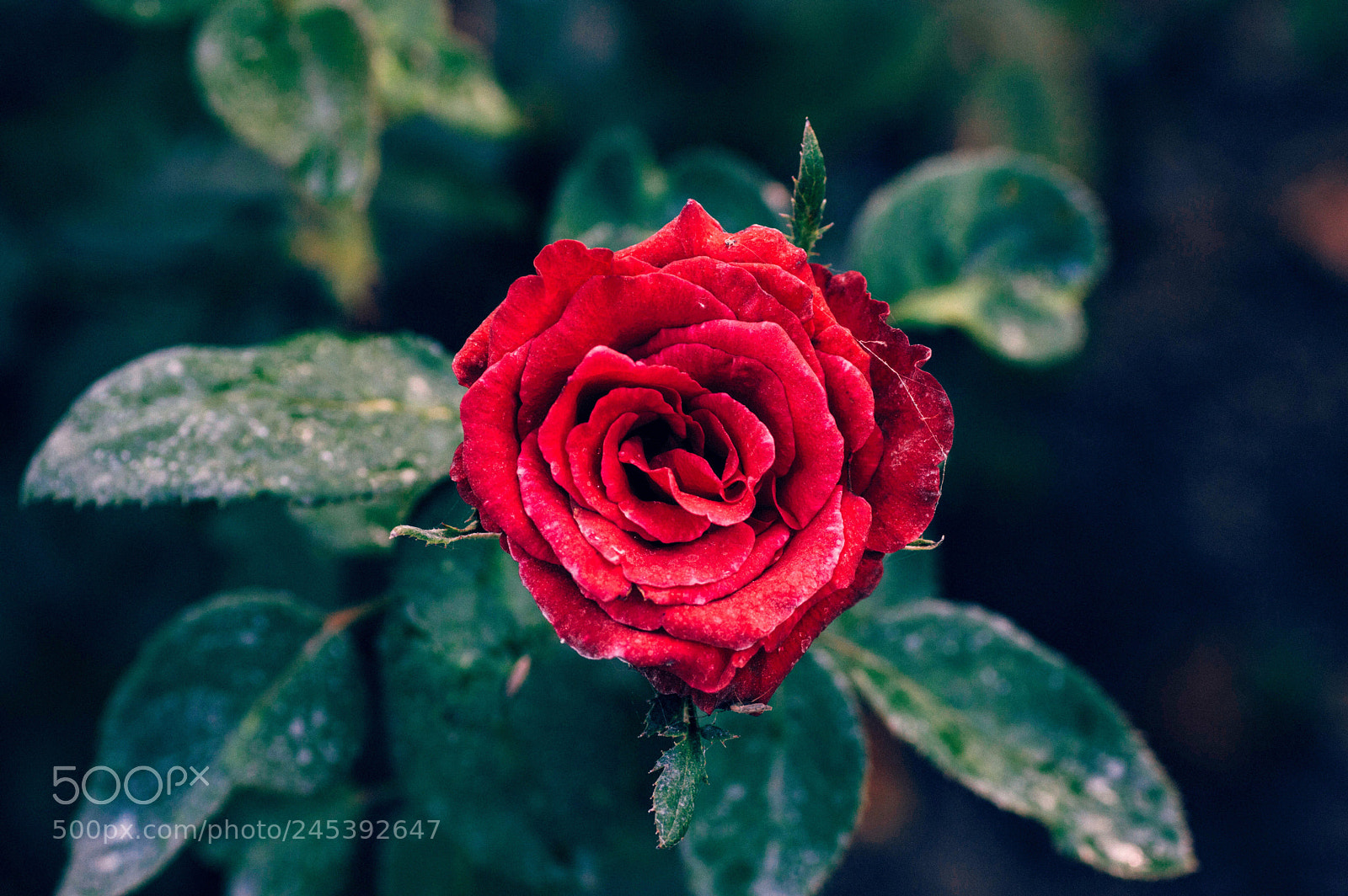 Nikon D3200 sample photo. Rose day.jpg photography