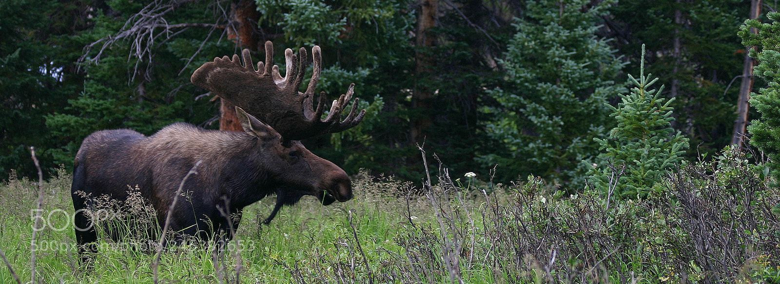Canon EOS 300D (EOS Digital Rebel / EOS Kiss Digital) sample photo. Bull moose in velvet photography