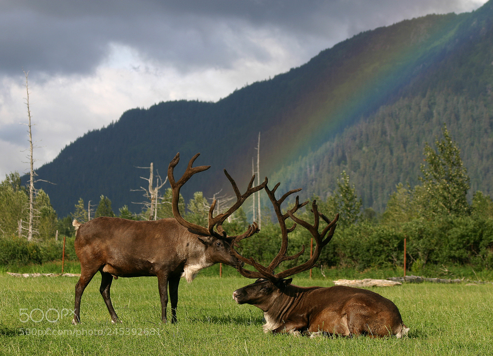 Canon EOS 300D (EOS Digital Rebel / EOS Kiss Digital) sample photo. Caribou after a rain photography