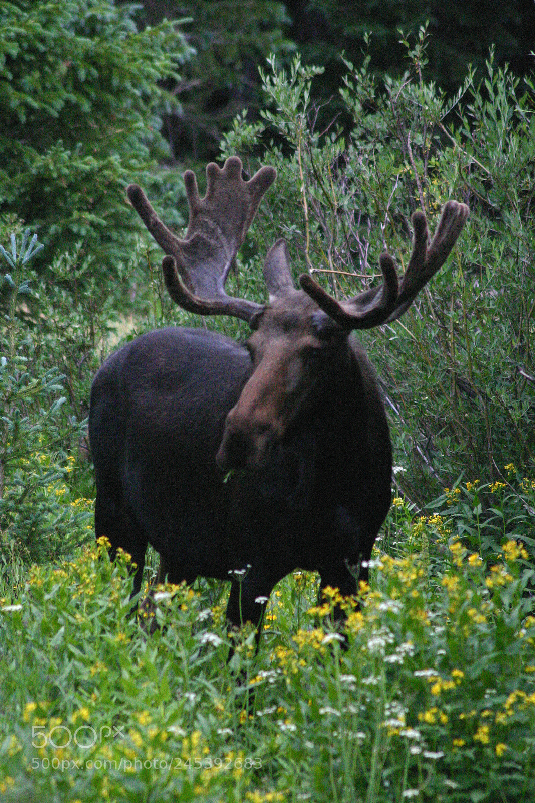 Canon EOS 300D (EOS Digital Rebel / EOS Kiss Digital) sample photo. Bull moose in summer photography