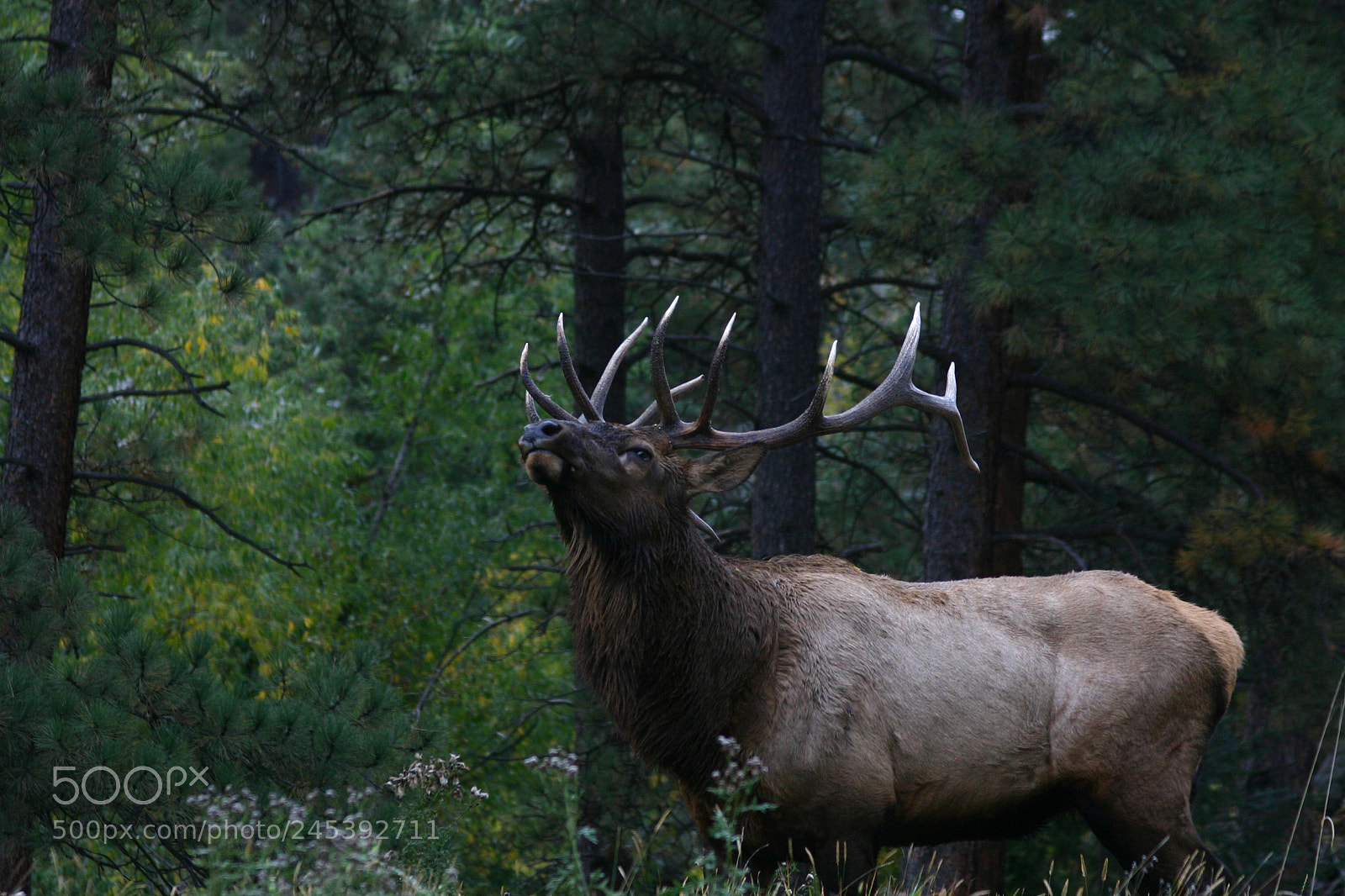 Canon EOS 300D (EOS Digital Rebel / EOS Kiss Digital) sample photo. Elk bull colorado photography