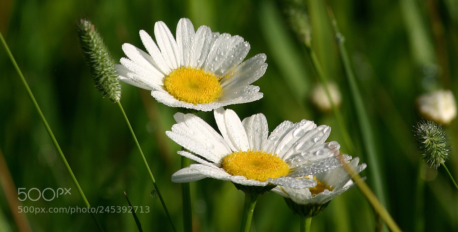 Canon EOS 300D (EOS Digital Rebel / EOS Kiss Digital) sample photo. Daisies, glendevey, colorado photography
