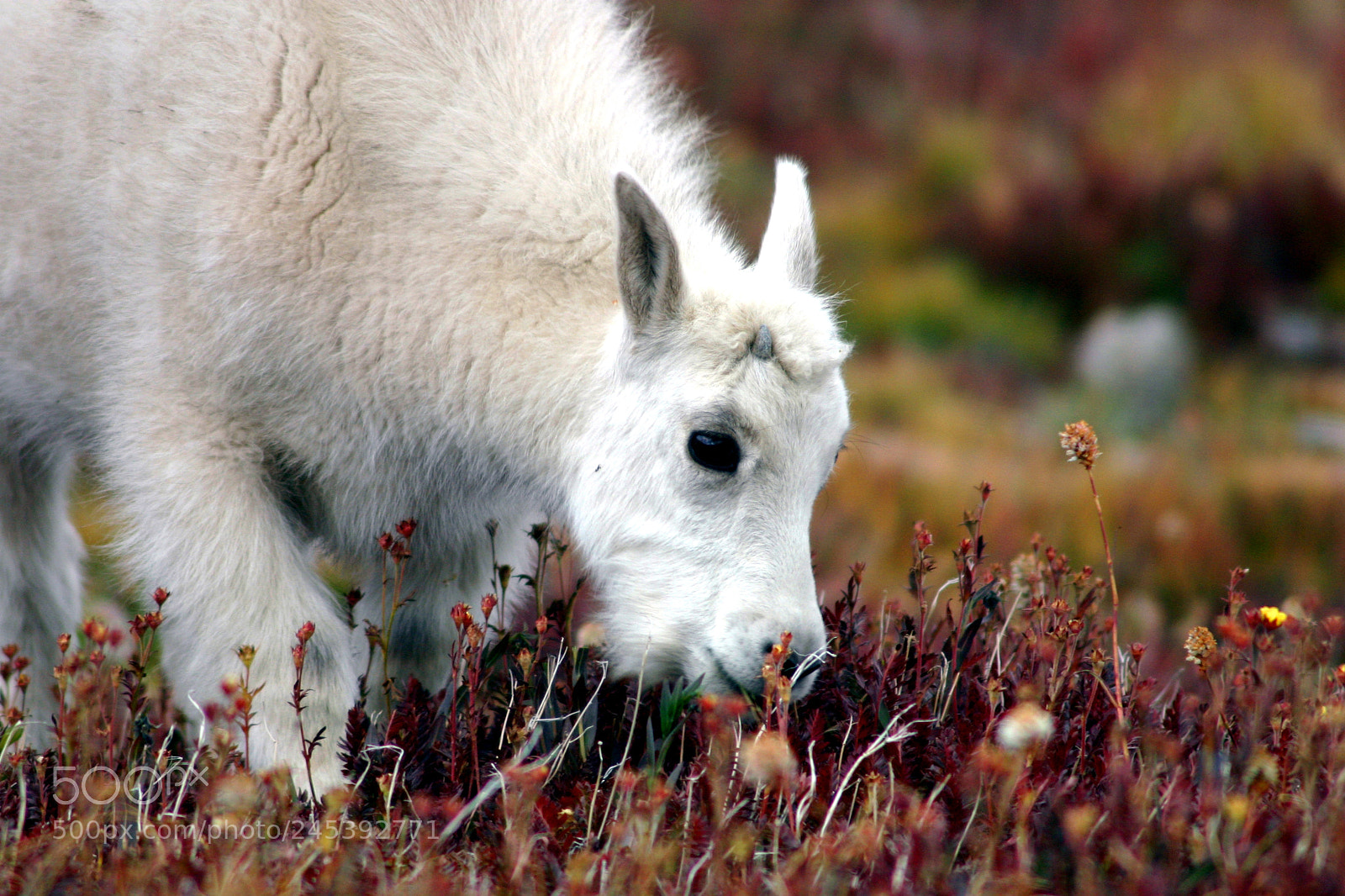 Canon EOS 300D (EOS Digital Rebel / EOS Kiss Digital) sample photo. Kid grazing on mount photography