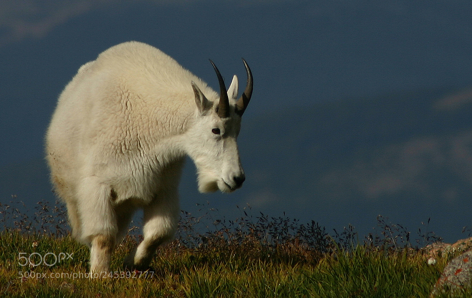 Canon EOS 300D (EOS Digital Rebel / EOS Kiss Digital) sample photo. Billy goat on mount photography