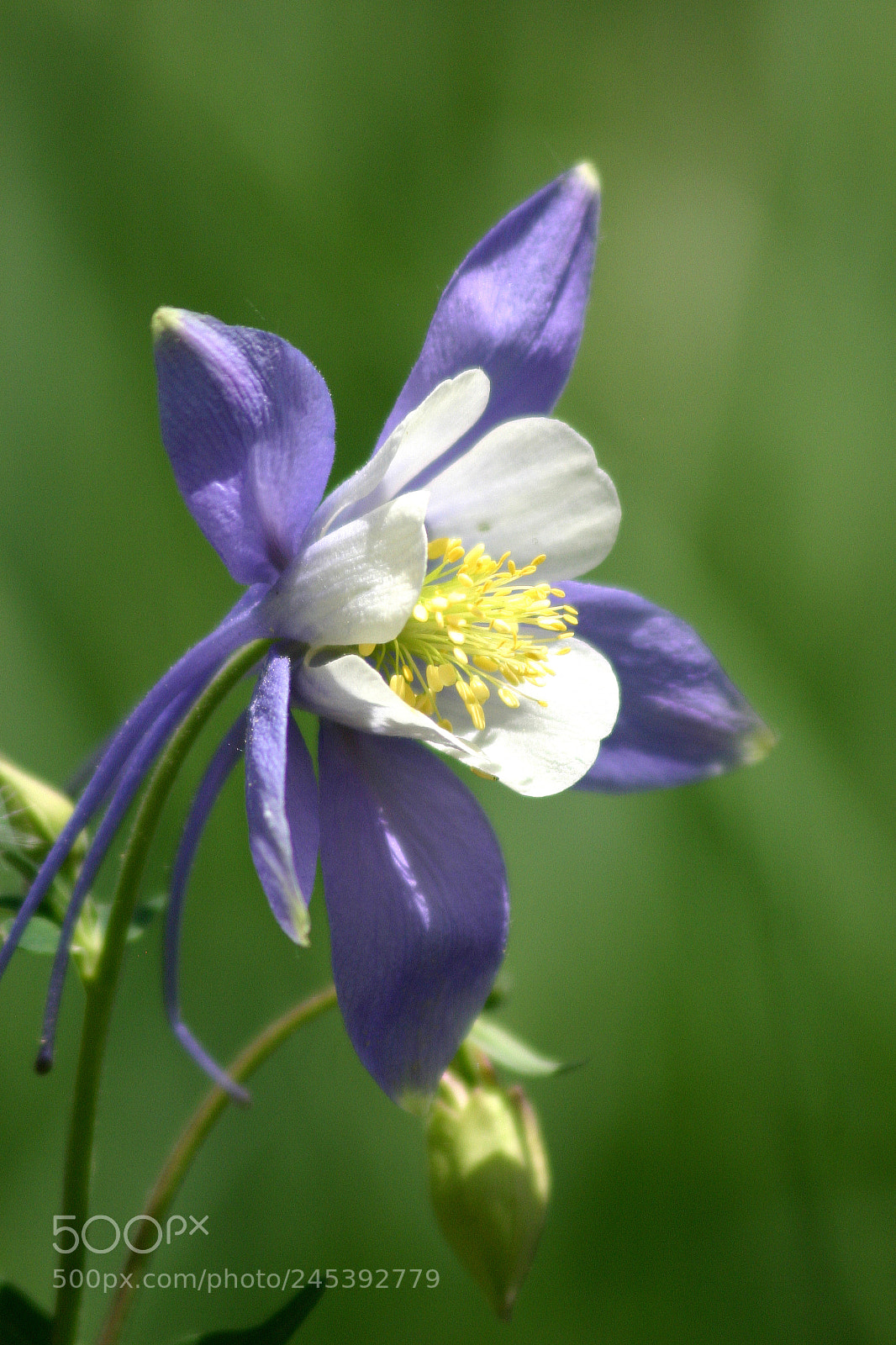 Canon EOS 300D (EOS Digital Rebel / EOS Kiss Digital) sample photo. Glendevey columbines photography