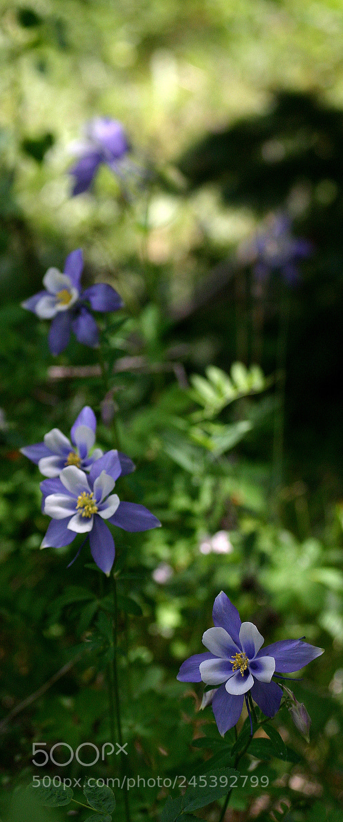 Canon EOS 300D (EOS Digital Rebel / EOS Kiss Digital) sample photo. Glendevey columbines 1 photography