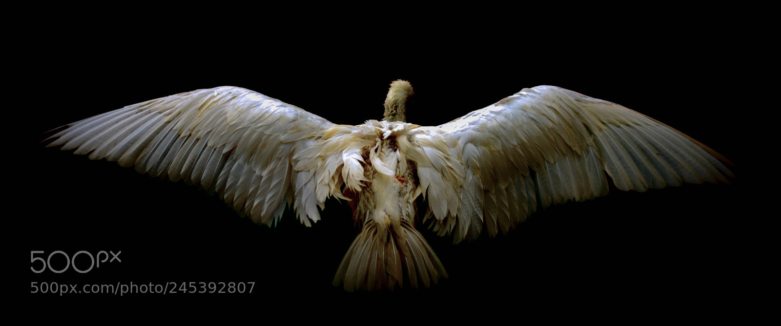 Nikon D800 sample photo. Spreading his wings photography