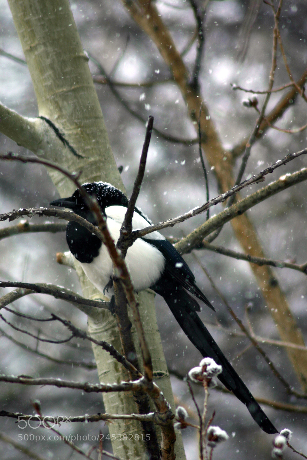 Canon EOS 300D (EOS Digital Rebel / EOS Kiss Digital) sample photo. Magpie in snow 1 photography