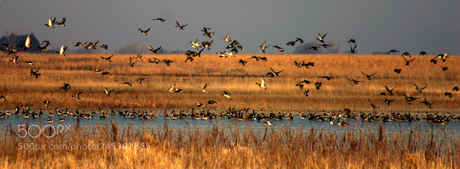 Canon EOS 300D (EOS Digital Rebel / EOS Kiss Digital) sample photo. Pintails and mallards photography