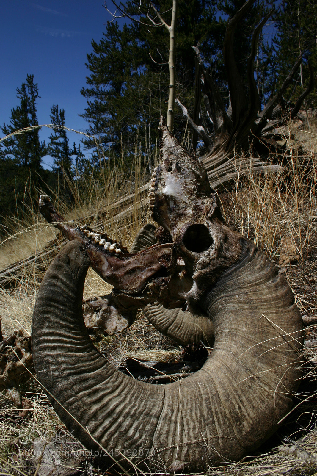 Canon EOS 300D (EOS Digital Rebel / EOS Kiss Digital) sample photo. Ram skull photography