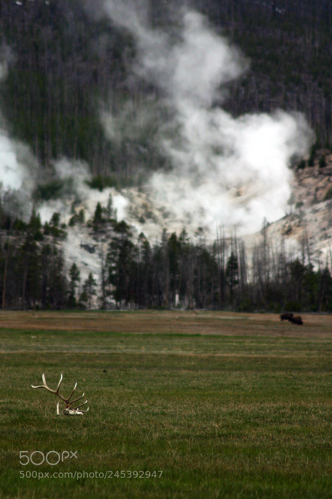 Canon EOS 300D (EOS Digital Rebel / EOS Kiss Digital) sample photo. Yellowstone photography