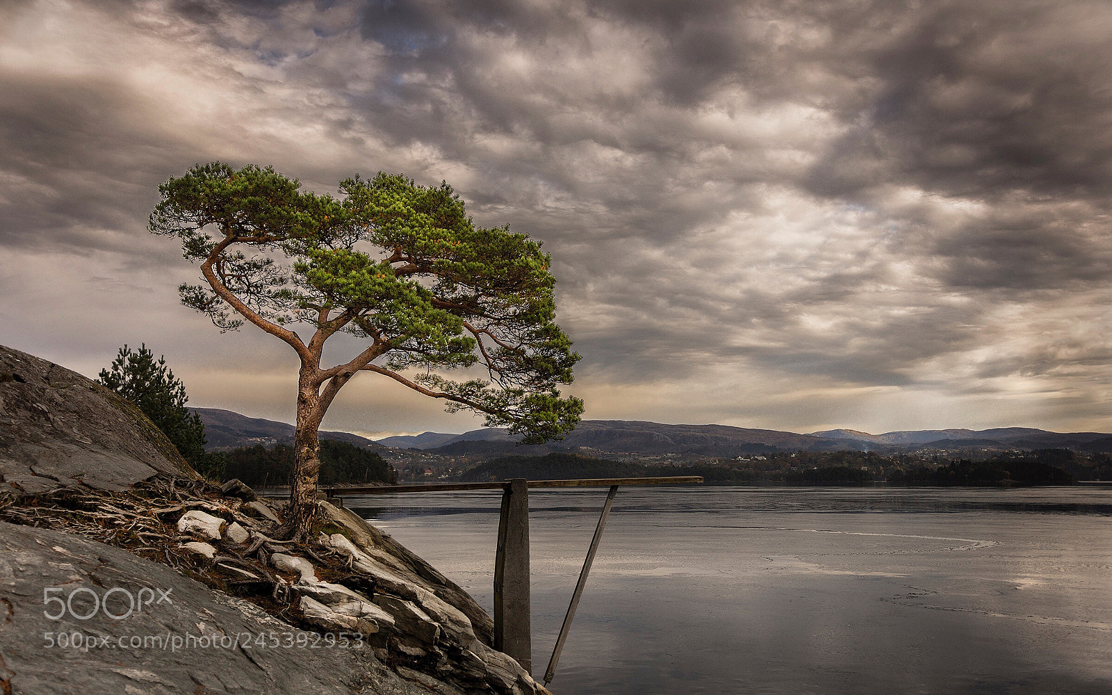 Sony SLT-A65 (SLT-A65V) sample photo. Lonely tree photography