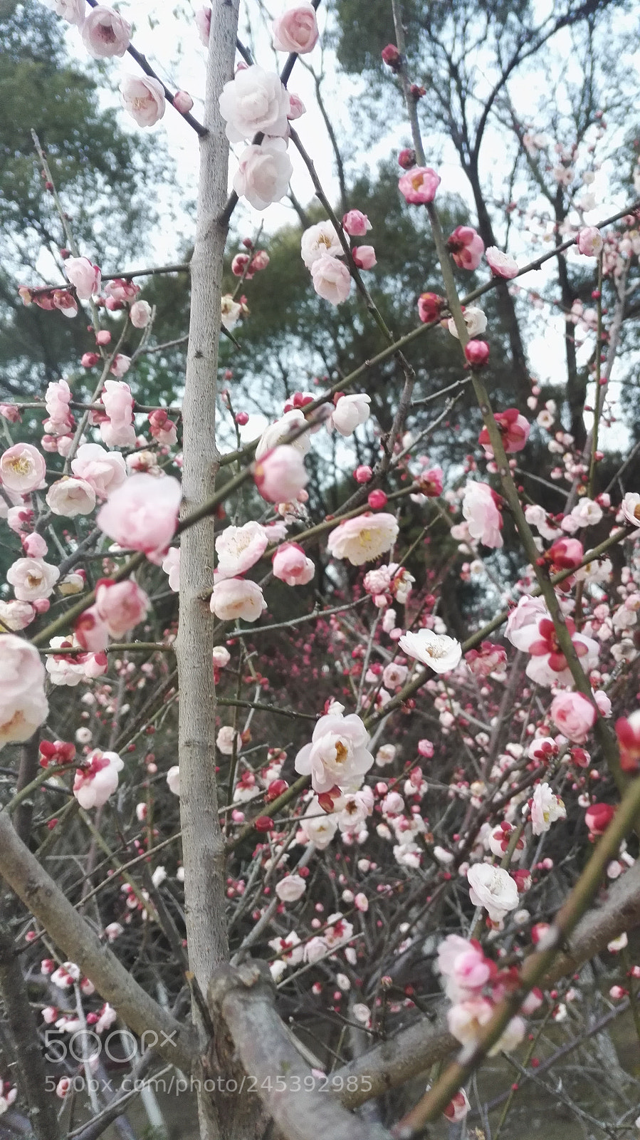 HUAWEI Honor 7 sample photo. The peach garden photography