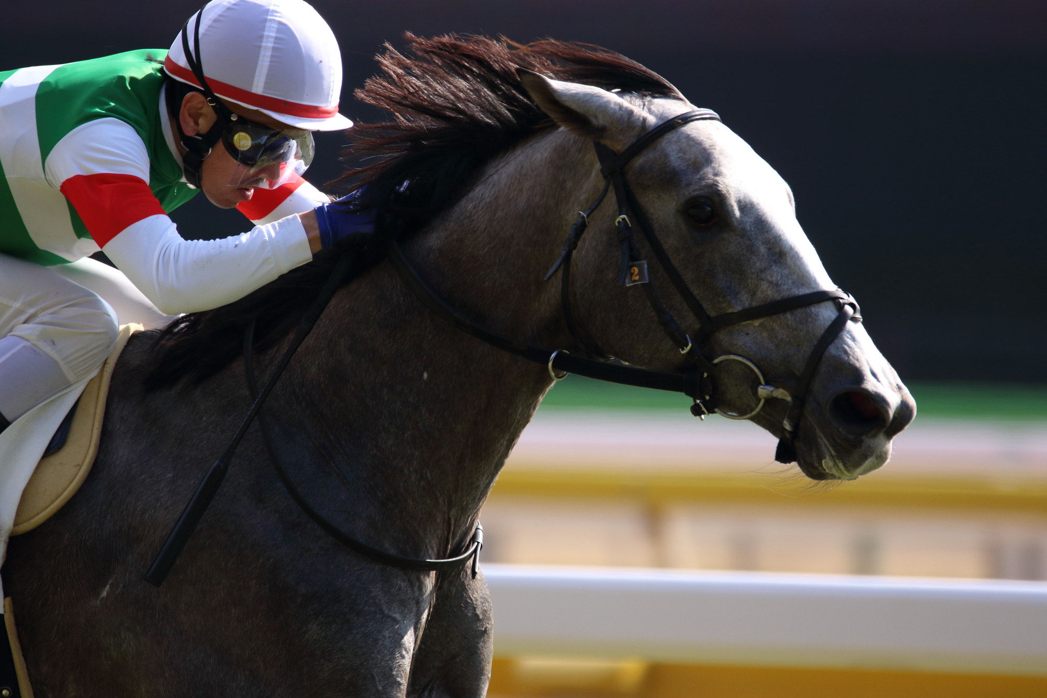 Sigma 150-600mm F5-6.3 DG OS HSM | C sample photo. Race horse photography