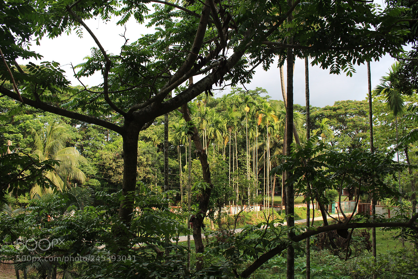Canon EOS 700D (EOS Rebel T5i / EOS Kiss X7i) sample photo. Socialism of green photography