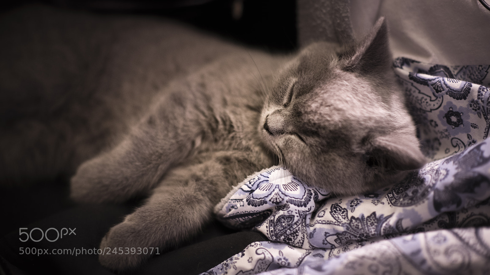 Nikon D850 sample photo. Cat photography