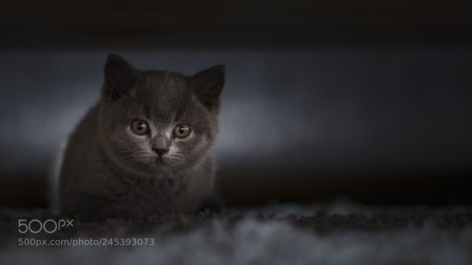 Nikon D850 sample photo. Cat photography