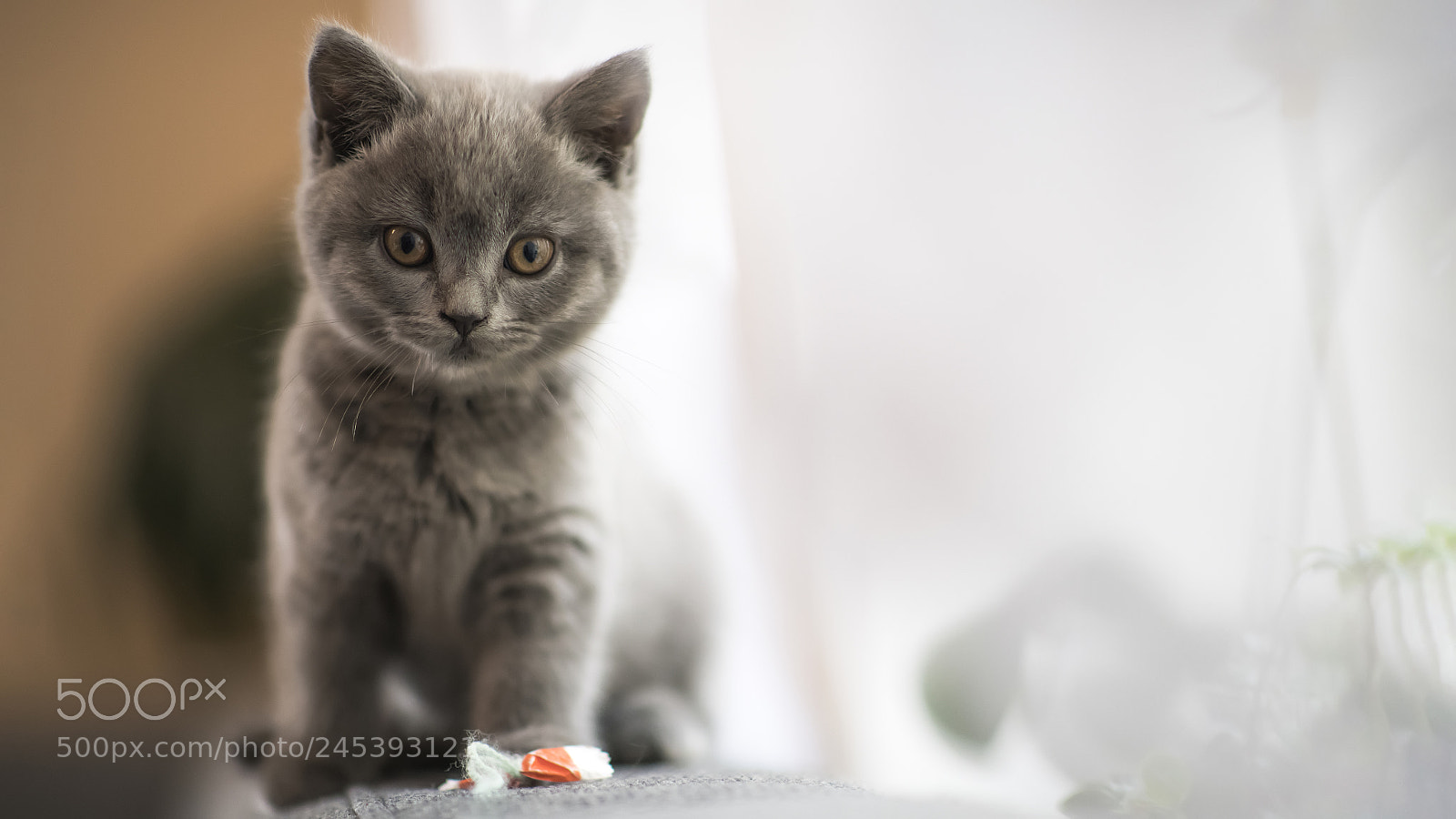 Nikon D850 sample photo. Cat photography