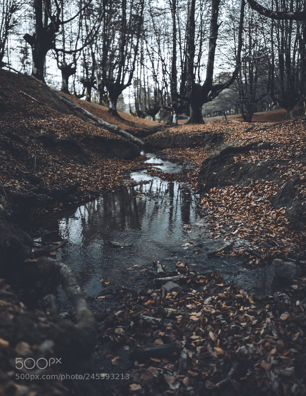 Sony a7 sample photo. Untitled photography