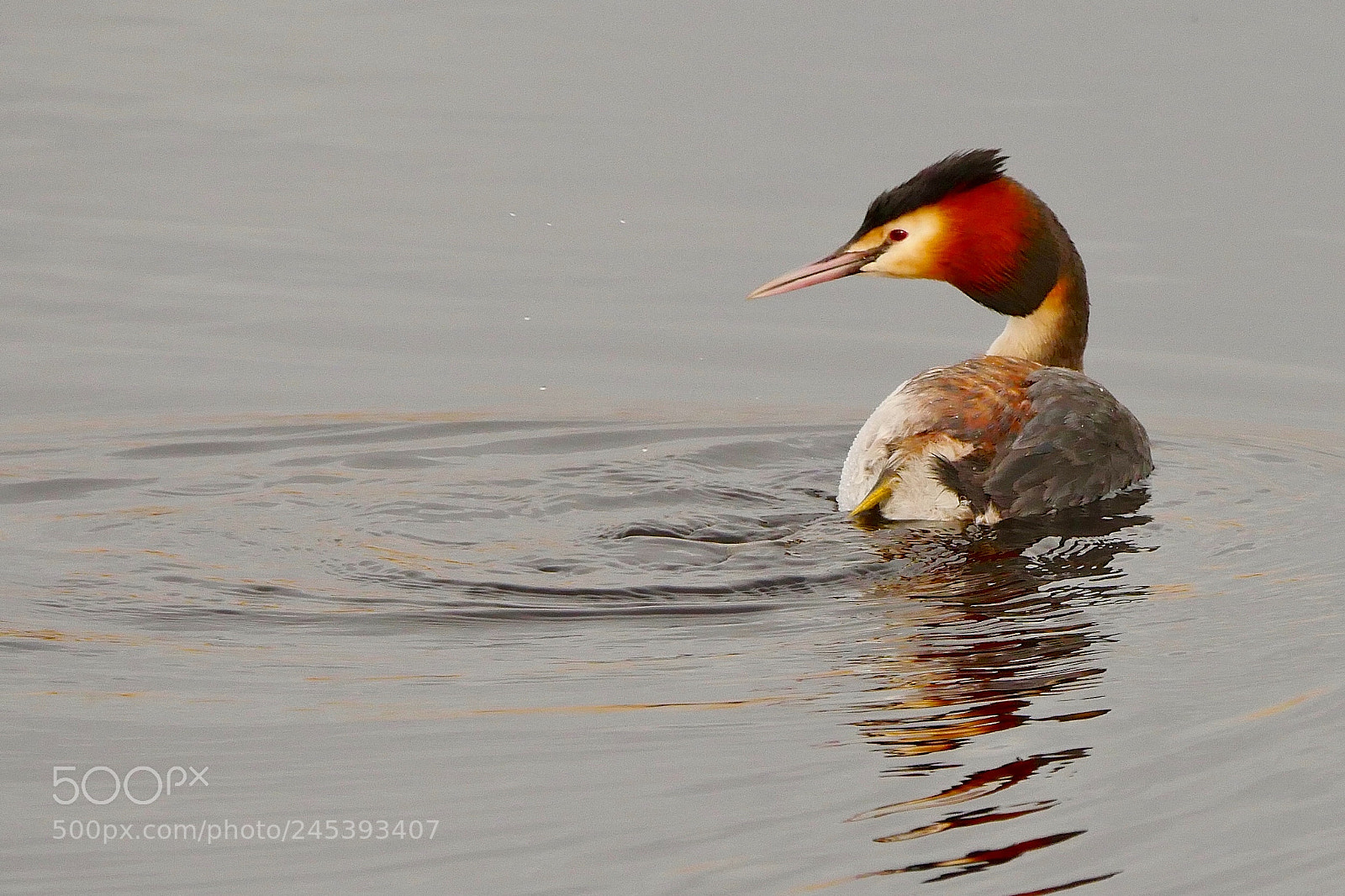 Panasonic Lumix DMC-GX8 sample photo. Grebe in morning light photography