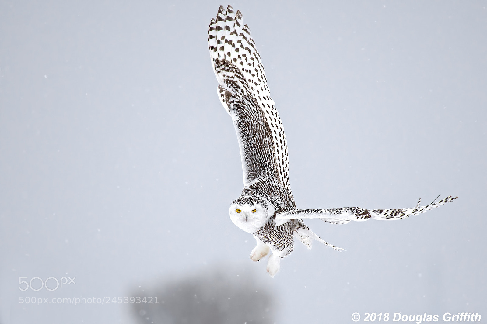 Nikon D500 sample photo. Female snowy owl bubo photography