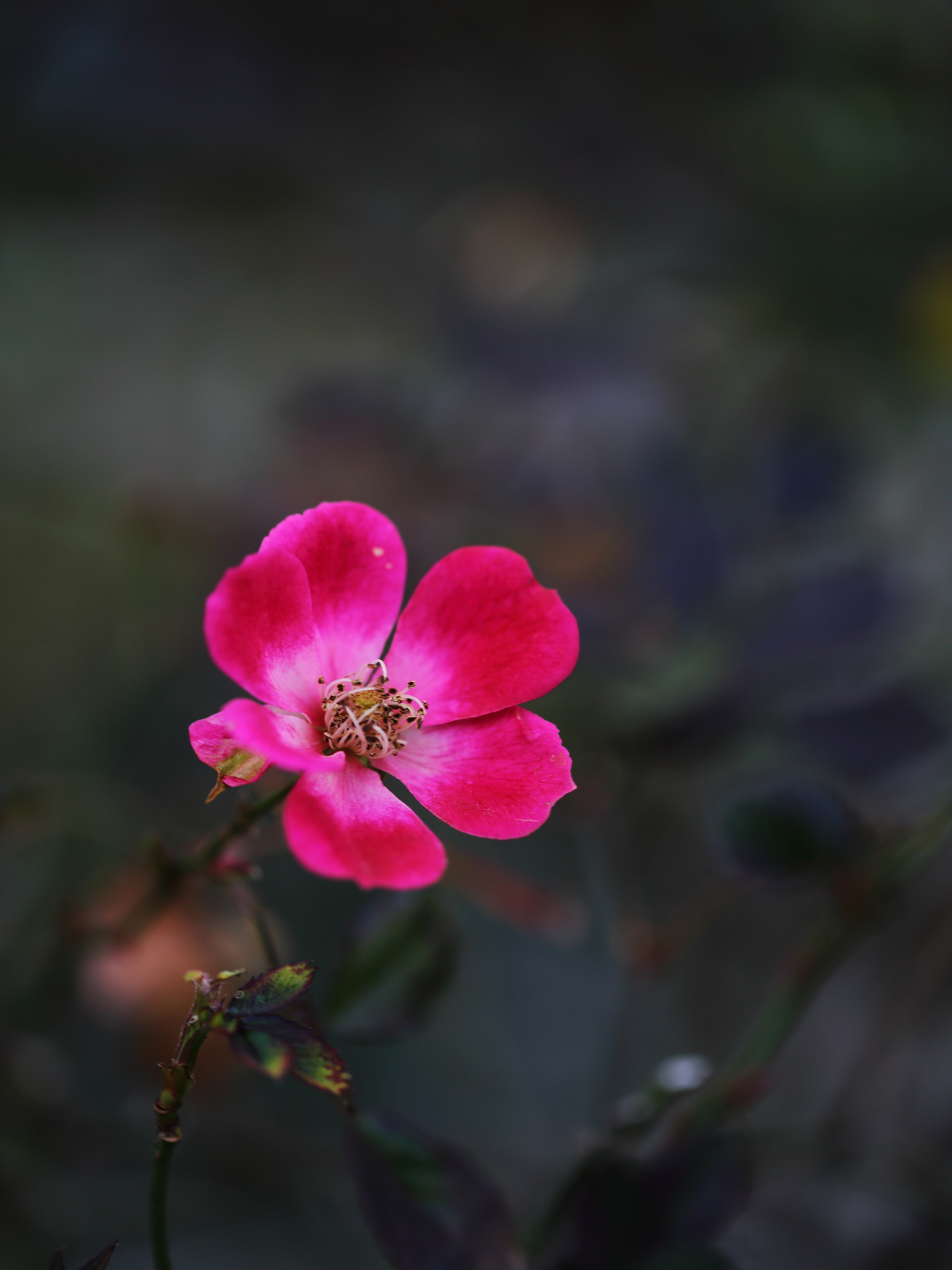 Canon EF 100mm F2.8L Macro IS USM sample photo. Rose photography