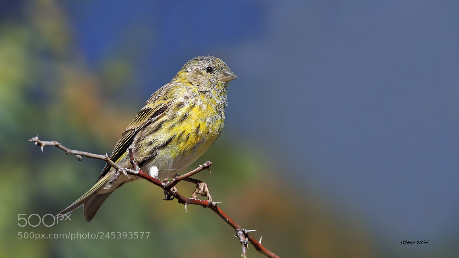Canon EOS 7D Mark II sample photo. European serin. photography