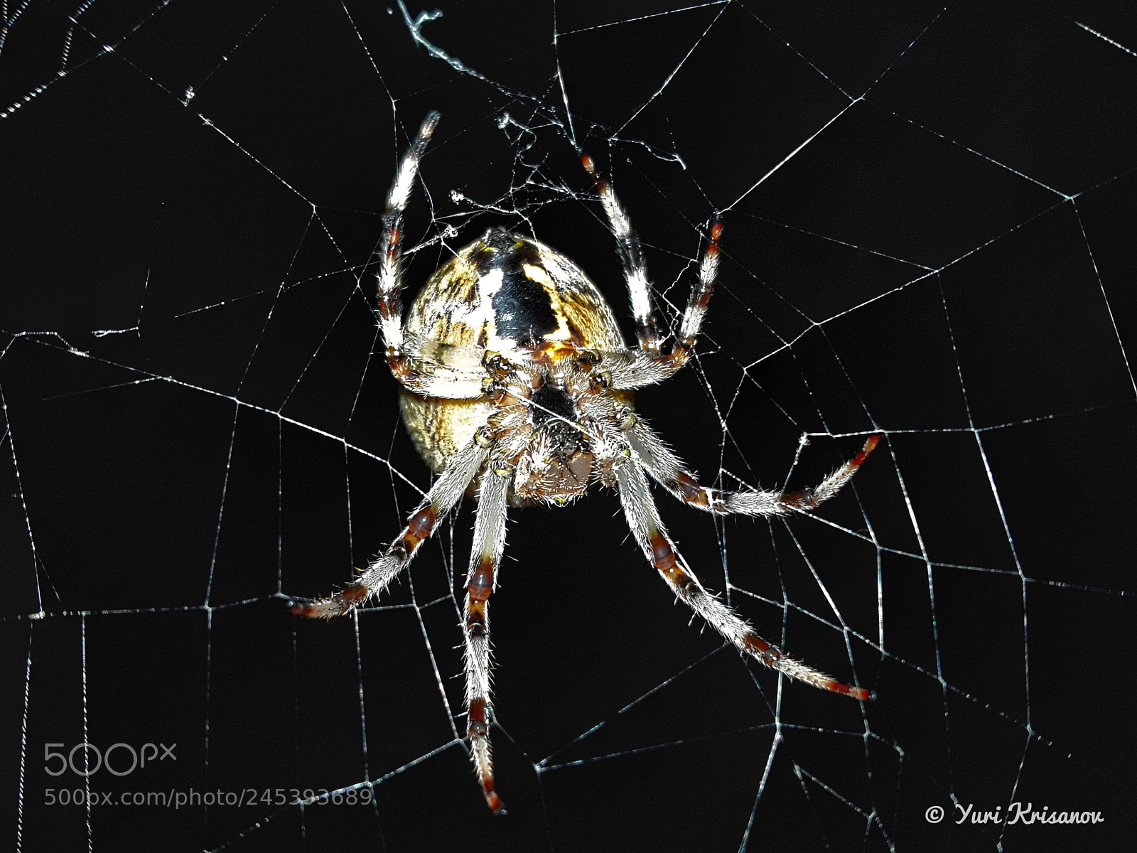 Samsung Galaxy Alpha sample photo. Night predator photography