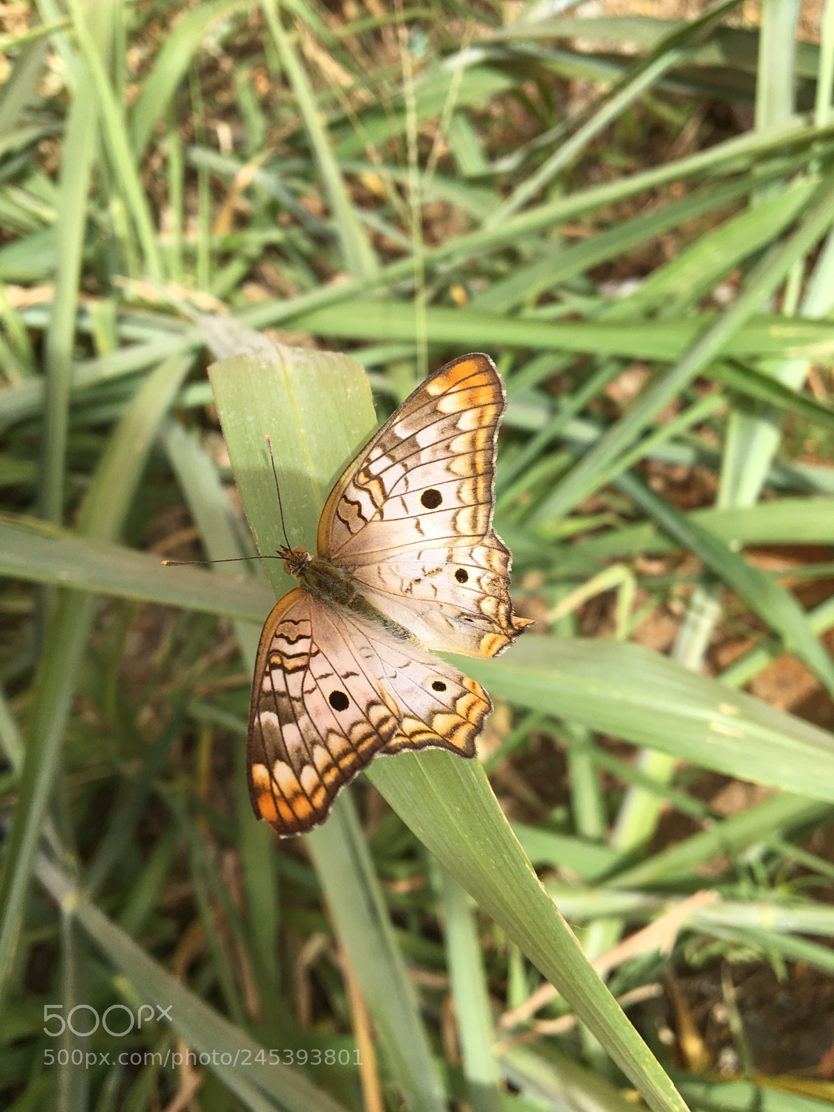 Apple iPhone 6s sample photo. Butterfly. photography