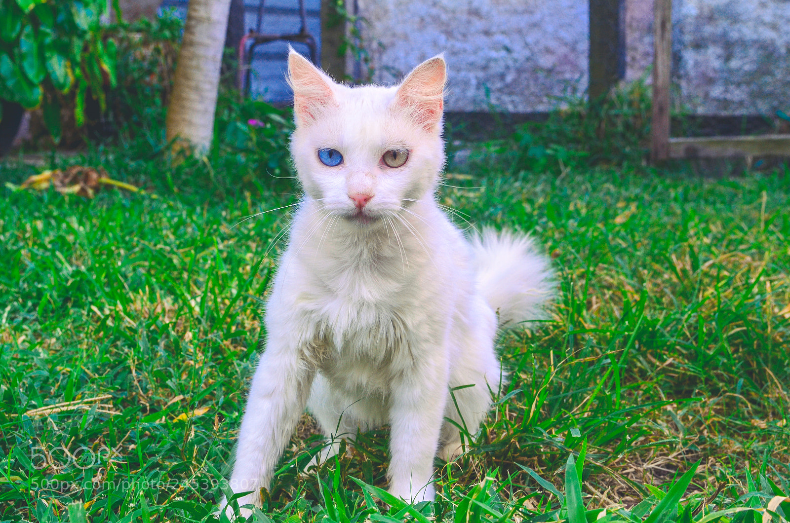 Nikon D5100 sample photo. Aqueles olhos photography