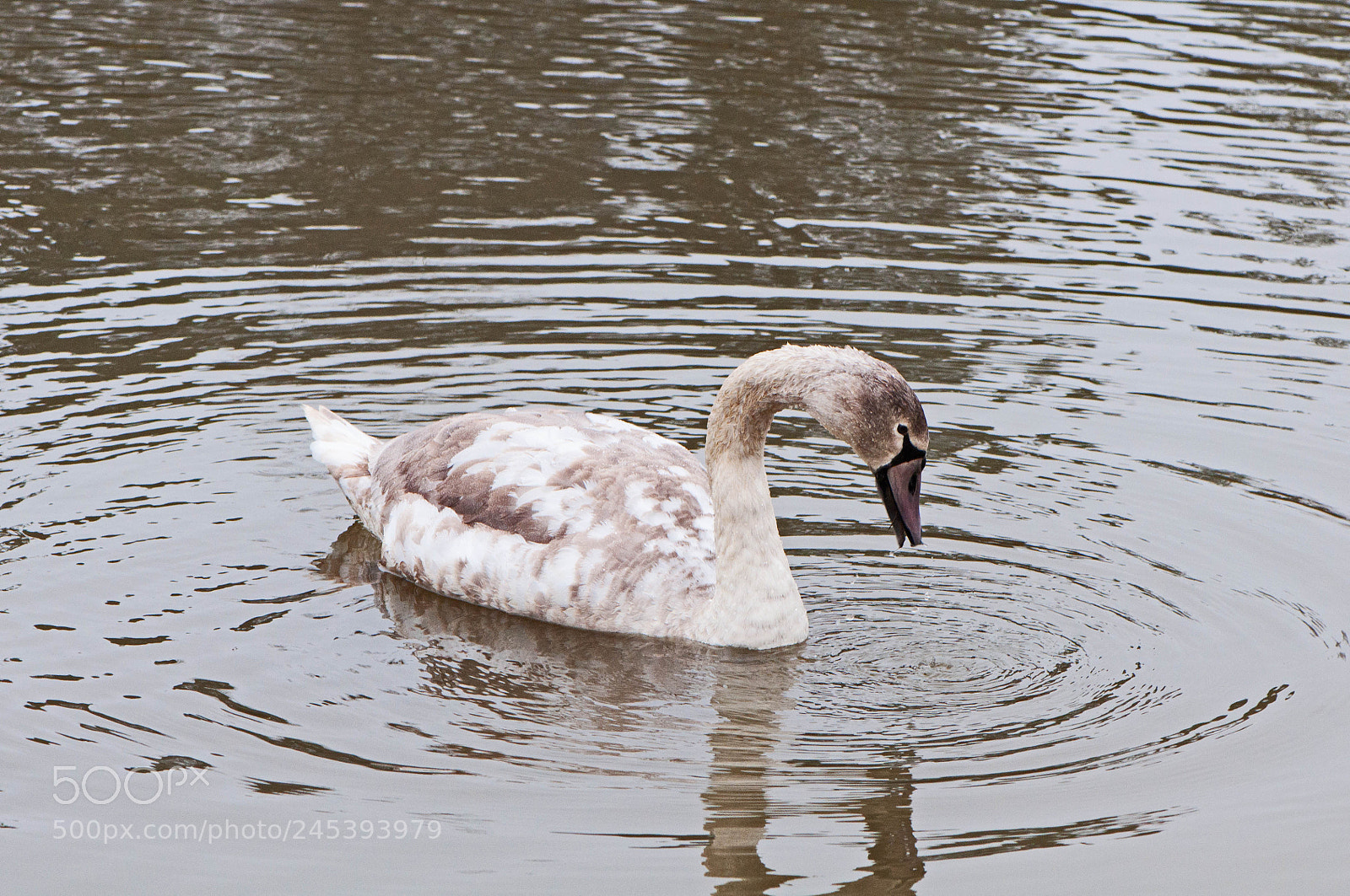 Nikon D90 sample photo. Greenham common photography