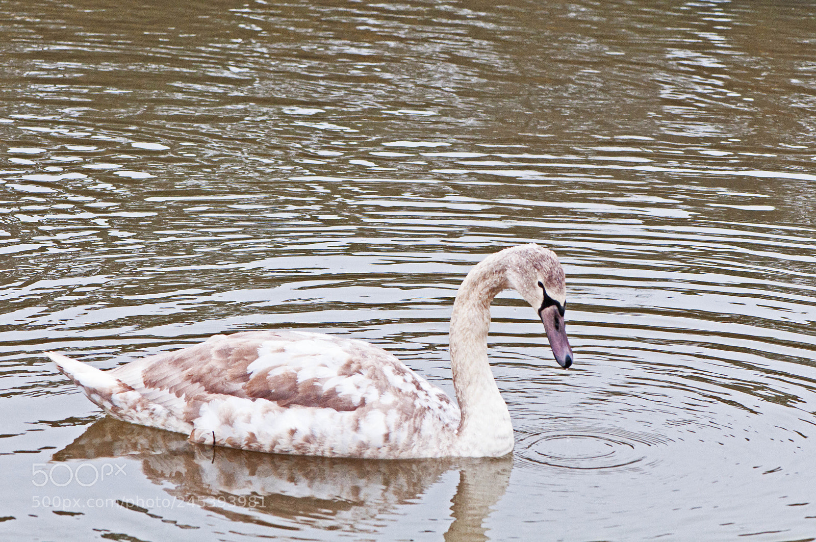 Nikon D90 sample photo. Greenham common photography