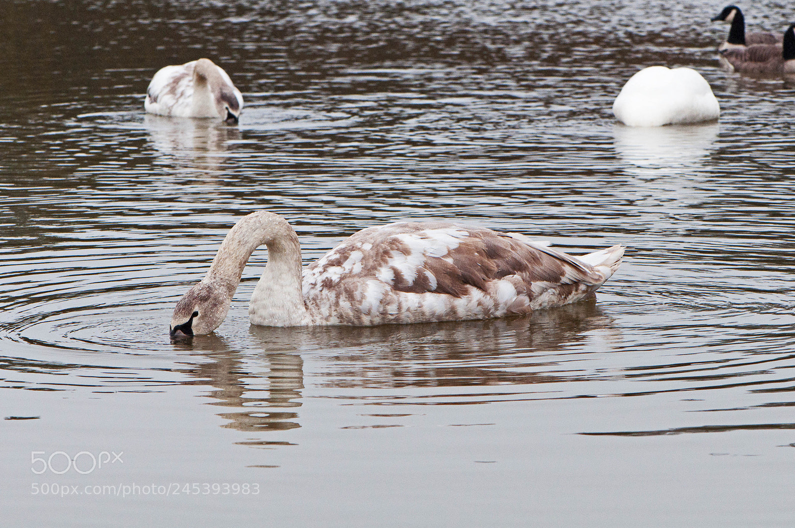 Nikon D90 sample photo. Greenham common photography