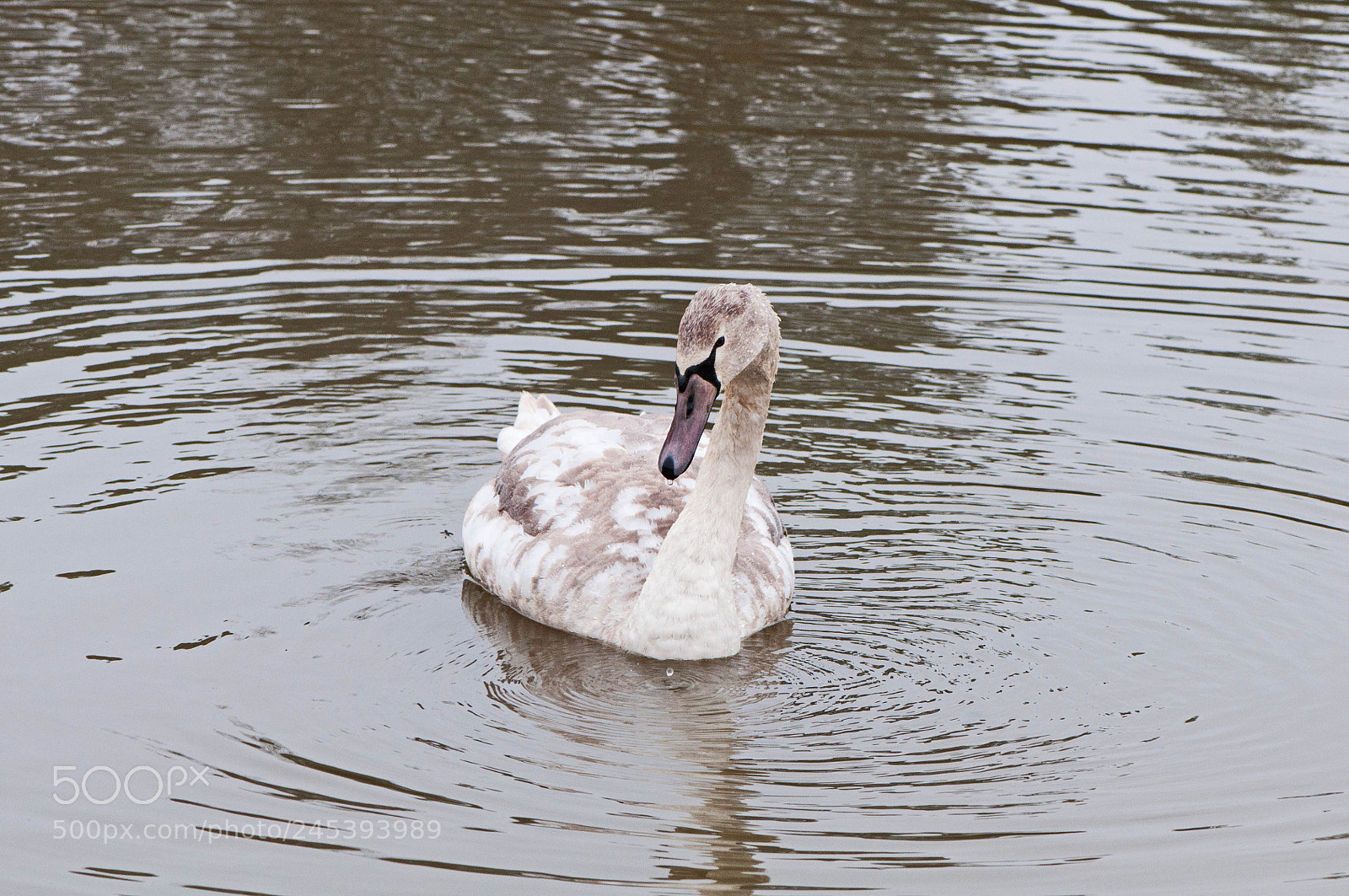 Nikon D90 sample photo. Greenham common photography