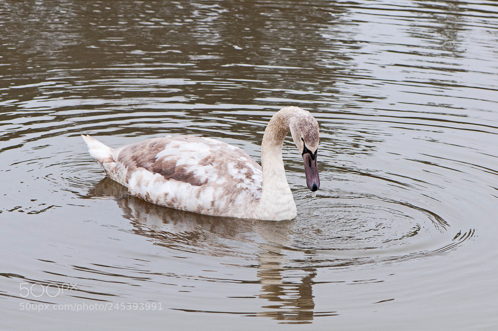 Nikon D90 sample photo. Greenham common photography