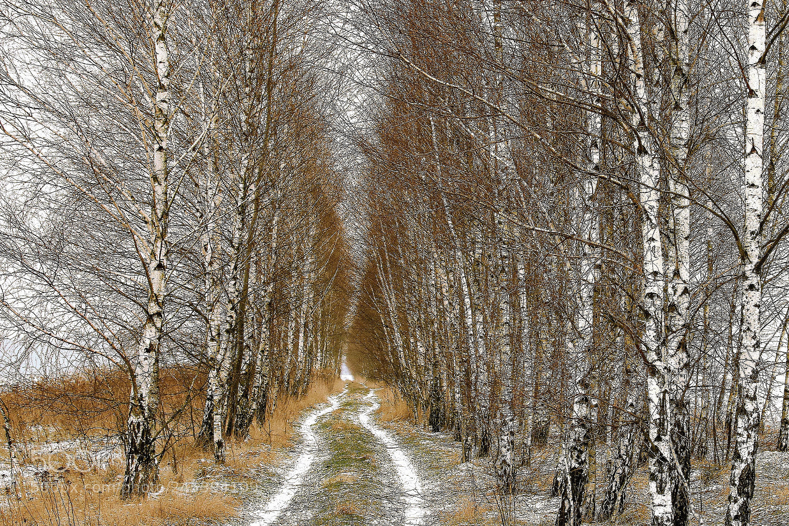 Canon EOS 760D (EOS Rebel T6s / EOS 8000D) sample photo. Birch forest photography