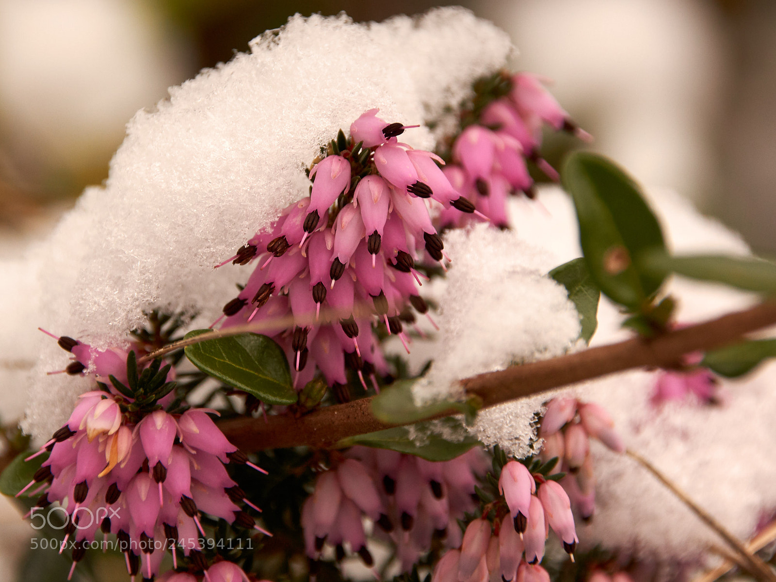 Sony SLT-A65 (SLT-A65V) sample photo. Erica in february 1 photography