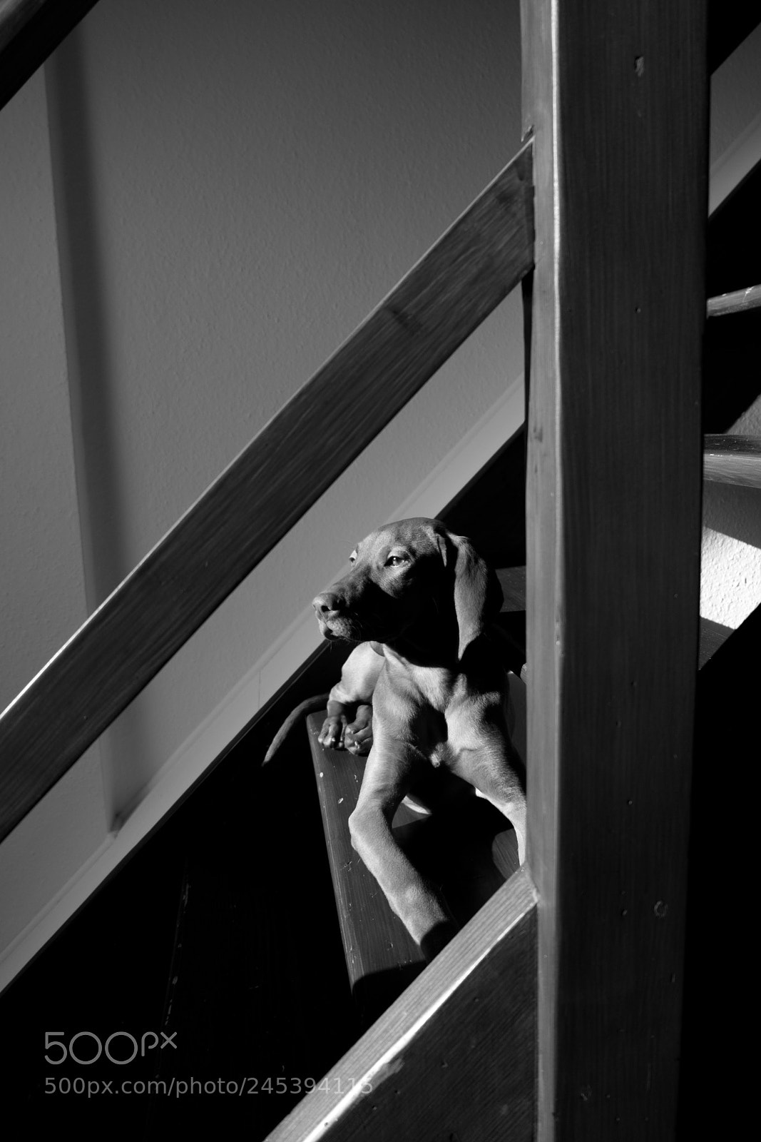 Fujifilm X-T20 sample photo. Untitled doggy 1 photography