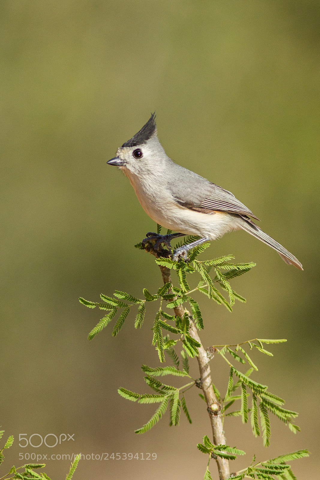 Canon EOS-1D Mark IV sample photo. Black-crested titmouse photography