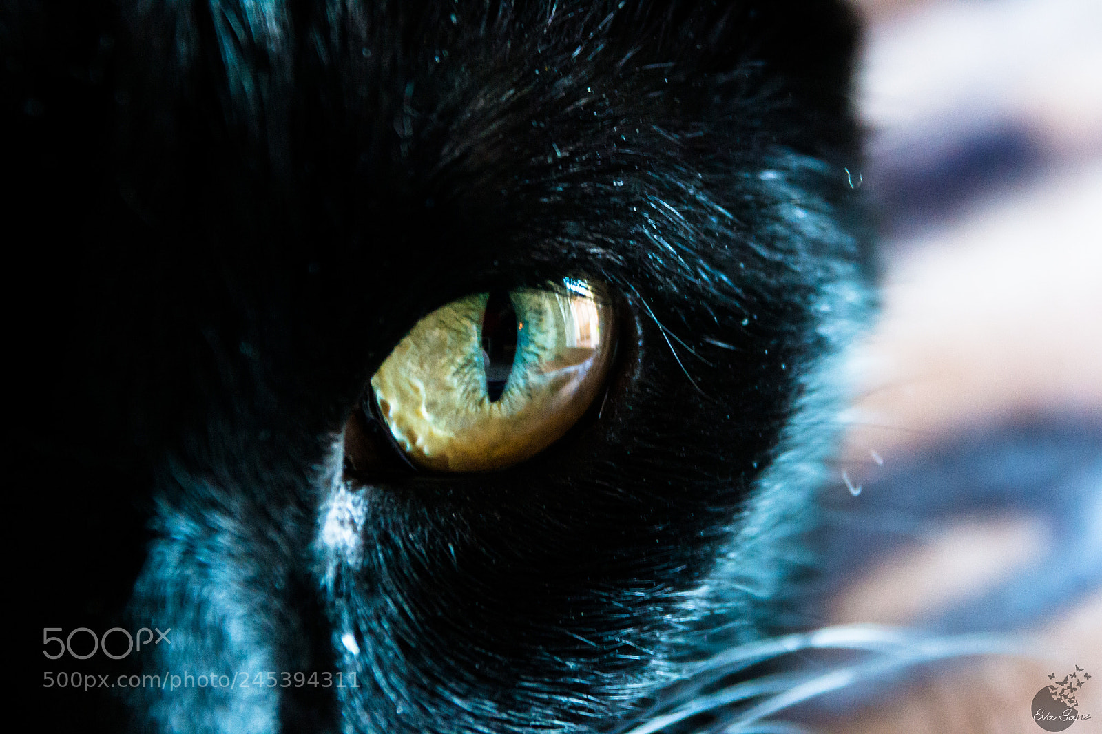 Nikon D3100 sample photo. Nero photography